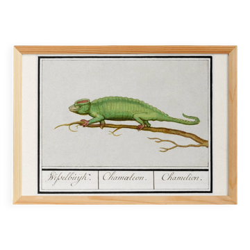 Small poster on the Chameleon, after an old engraving from 1610.