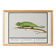 Small poster on the Chameleon, after an old engraving from 1610.