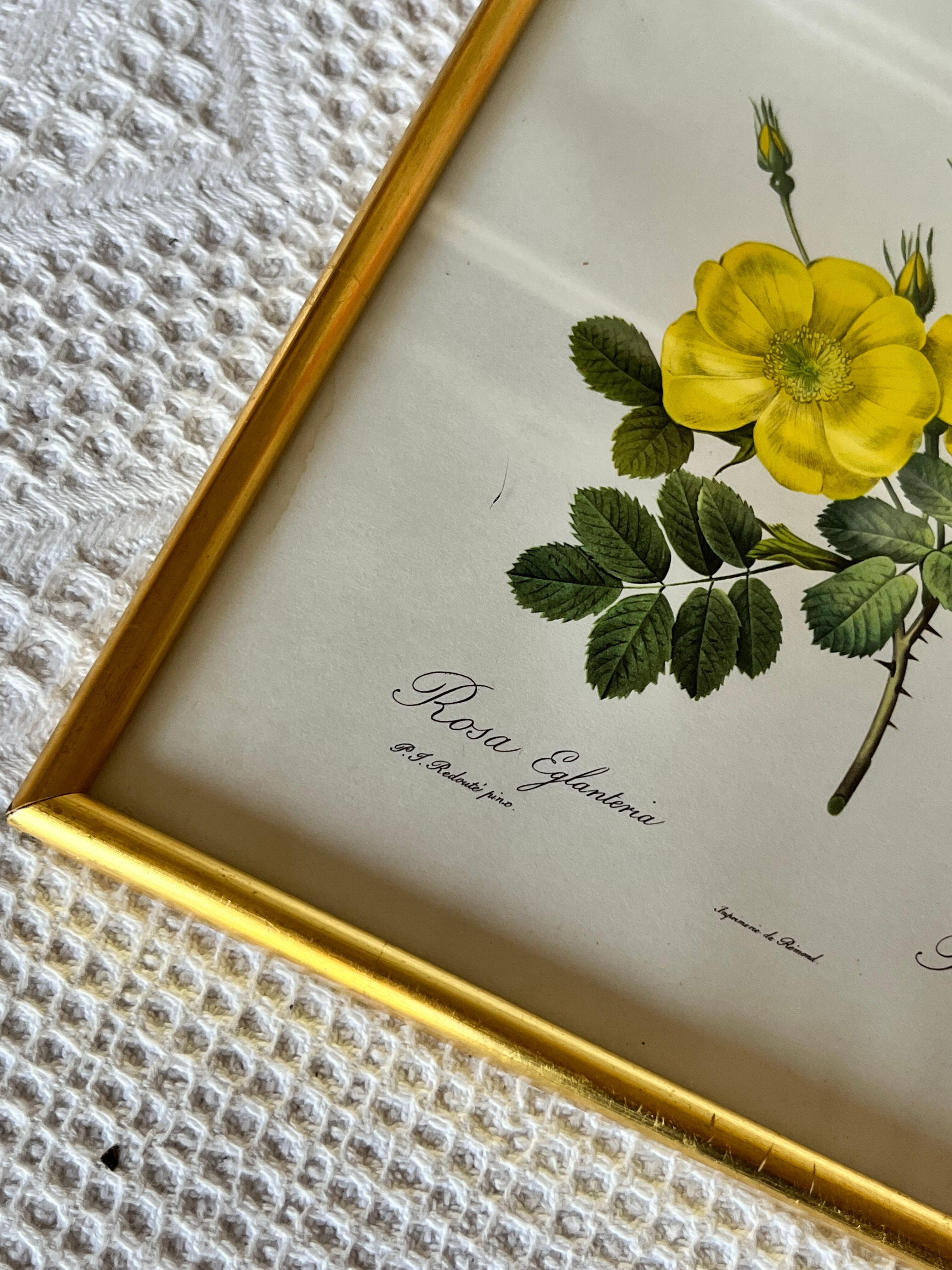 Botanical illustration PJ Redouté