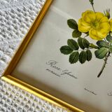 Botanical illustration PJ Redouté