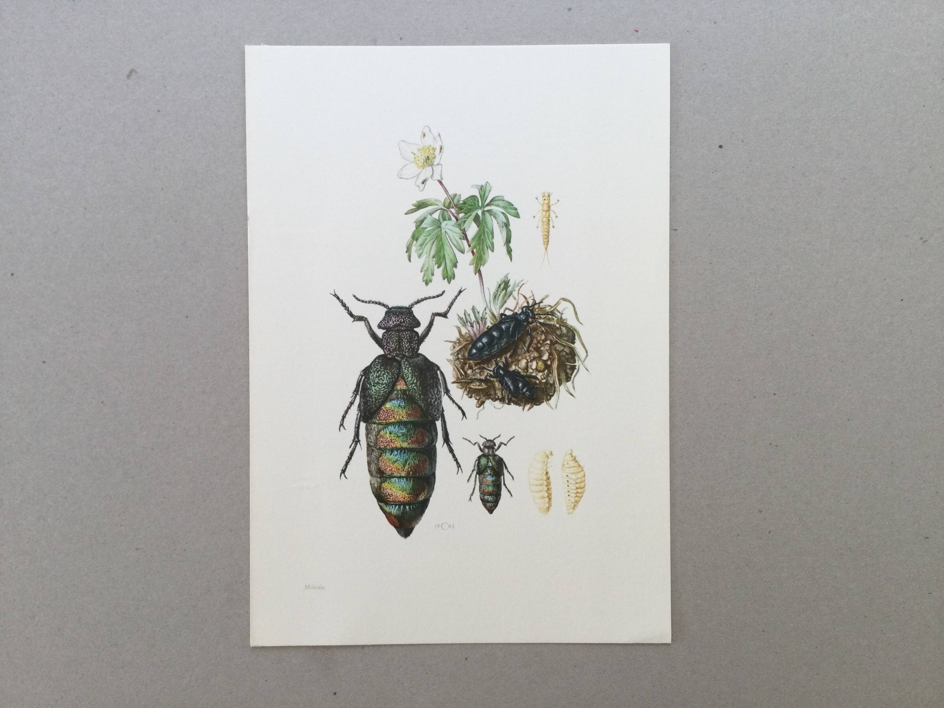 Antique illustration of insects, vintage print from the 60s