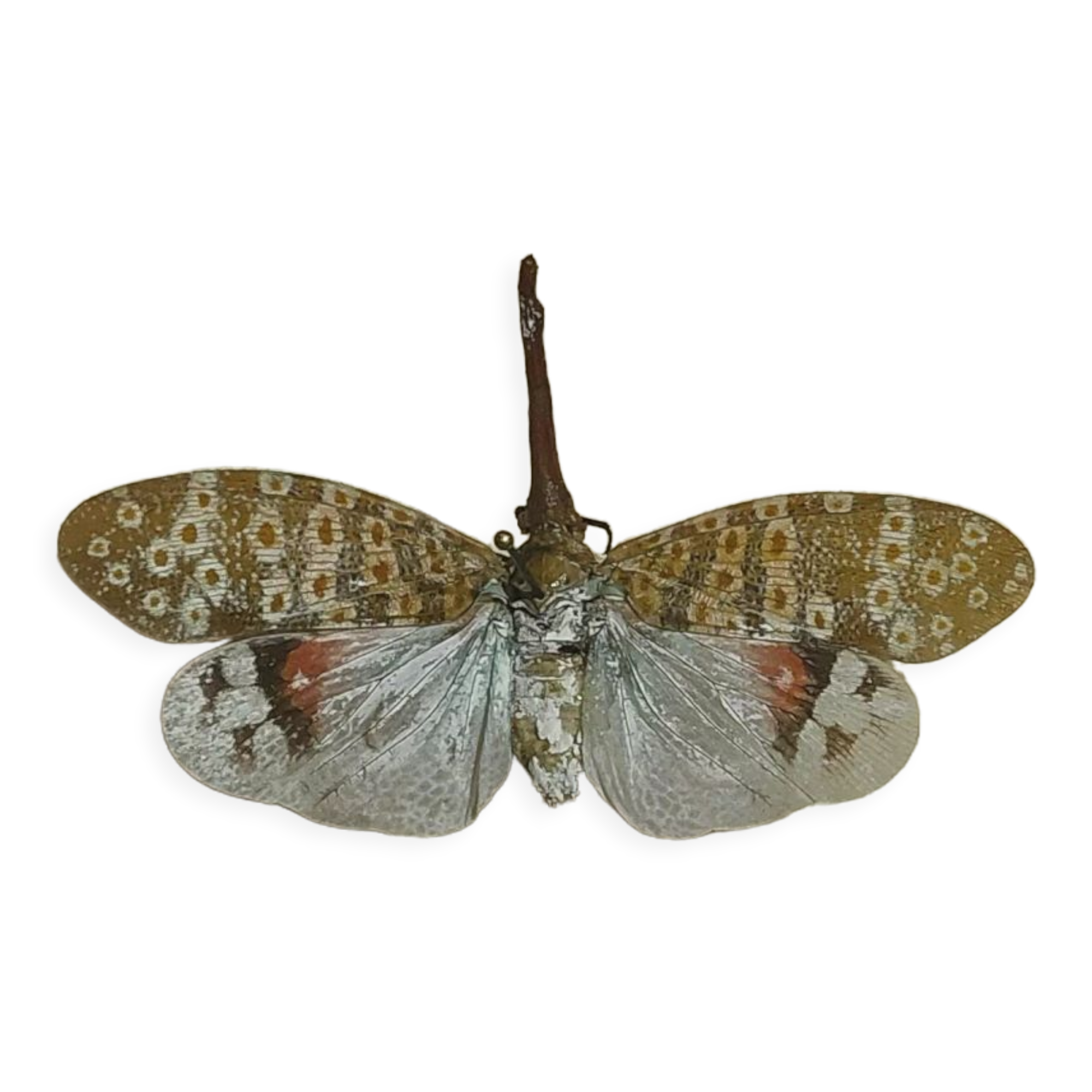 Entomology framework insect pyrops oculatus