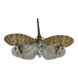 Entomology framework insect pyrops oculatus