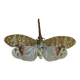 Entomology framework insect pyrops oculatus