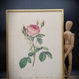 Litho frame sparkling rose with double flowers