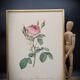 Litho frame sparkling rose with double flowers
