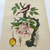 Antique engraving from 1839 - Apple tree and Pompadour - Hand-colored plate