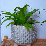 Tripod ceramic cache pot