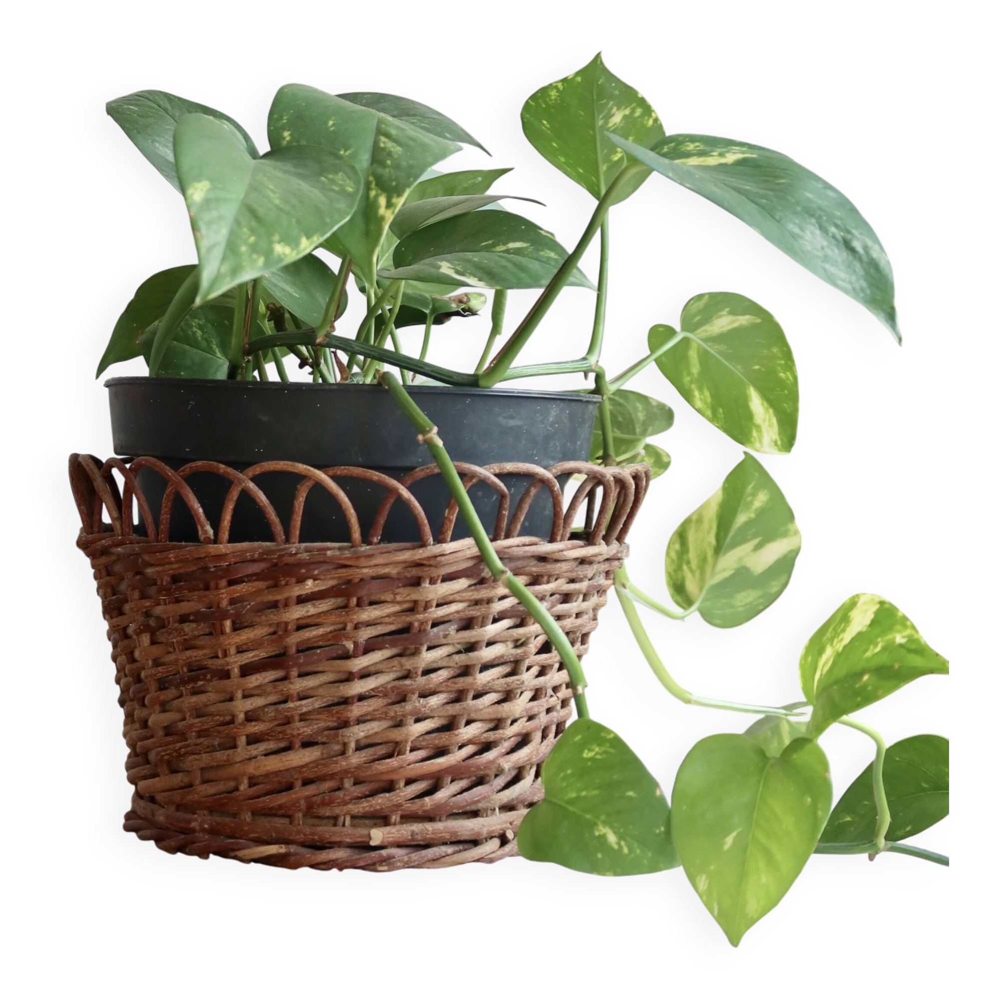 Cache-pot vintage rotin tressé – Accessoire plante d'intérieur