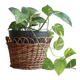 Cache-pot vintage rotin tressé – Accessoire plante d'intérieur