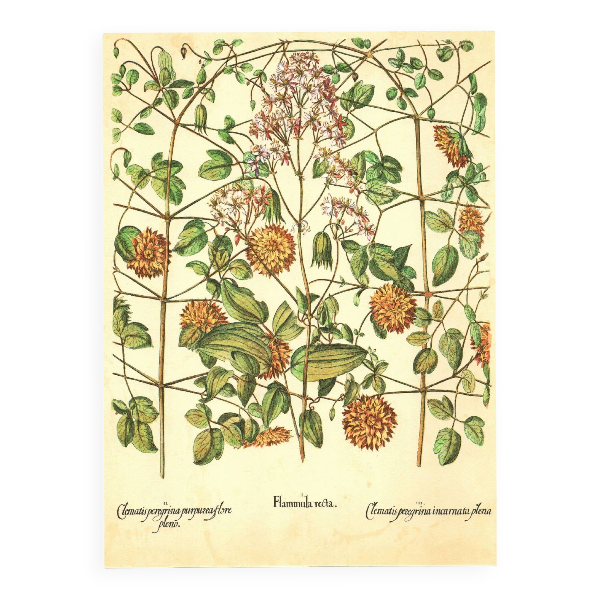 Old illustration 1959 - Clematis - vintage botanical plate