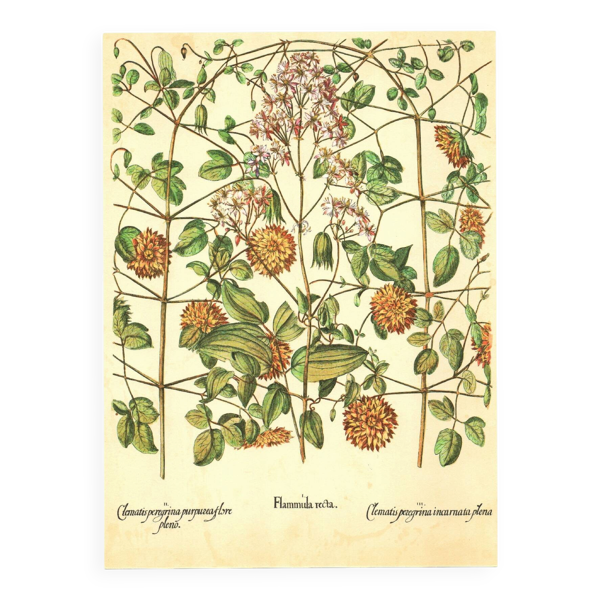 Illustration ancienne 1959 - Clématites - planche botanique vintage — Beyit