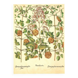 Old illustration 1959 - Clematis - vintage botanical plate