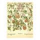 Old illustration 1959 - Clematis - vintage botanical plate