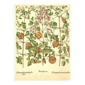 Old illustration 1959 - Clematis - vintage botanical plate