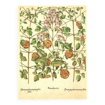 Old illustration 1959 - Clematis - vintage botanical plate