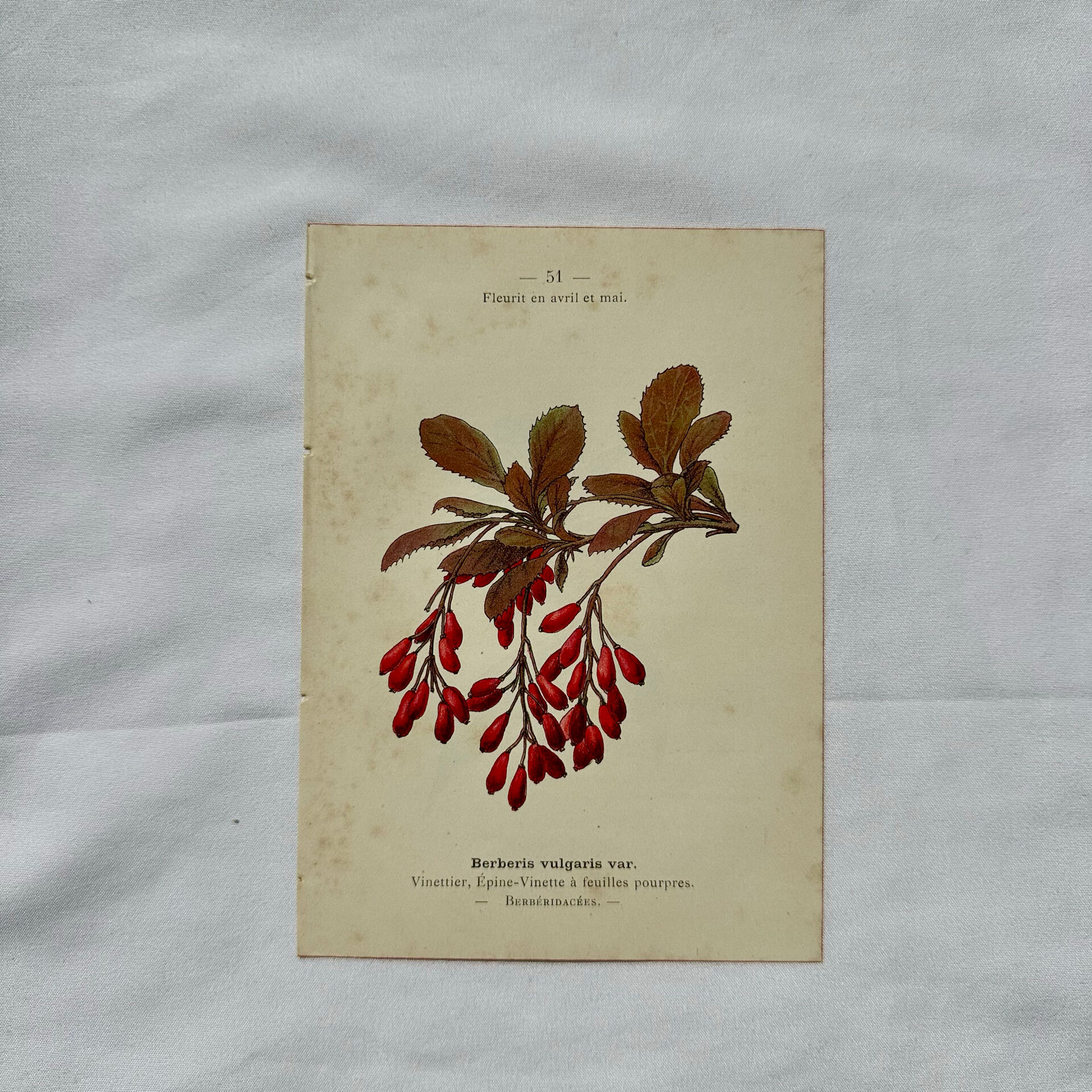 19th-century botanical engraving, double-sided, hand-coloured, plant from France.
