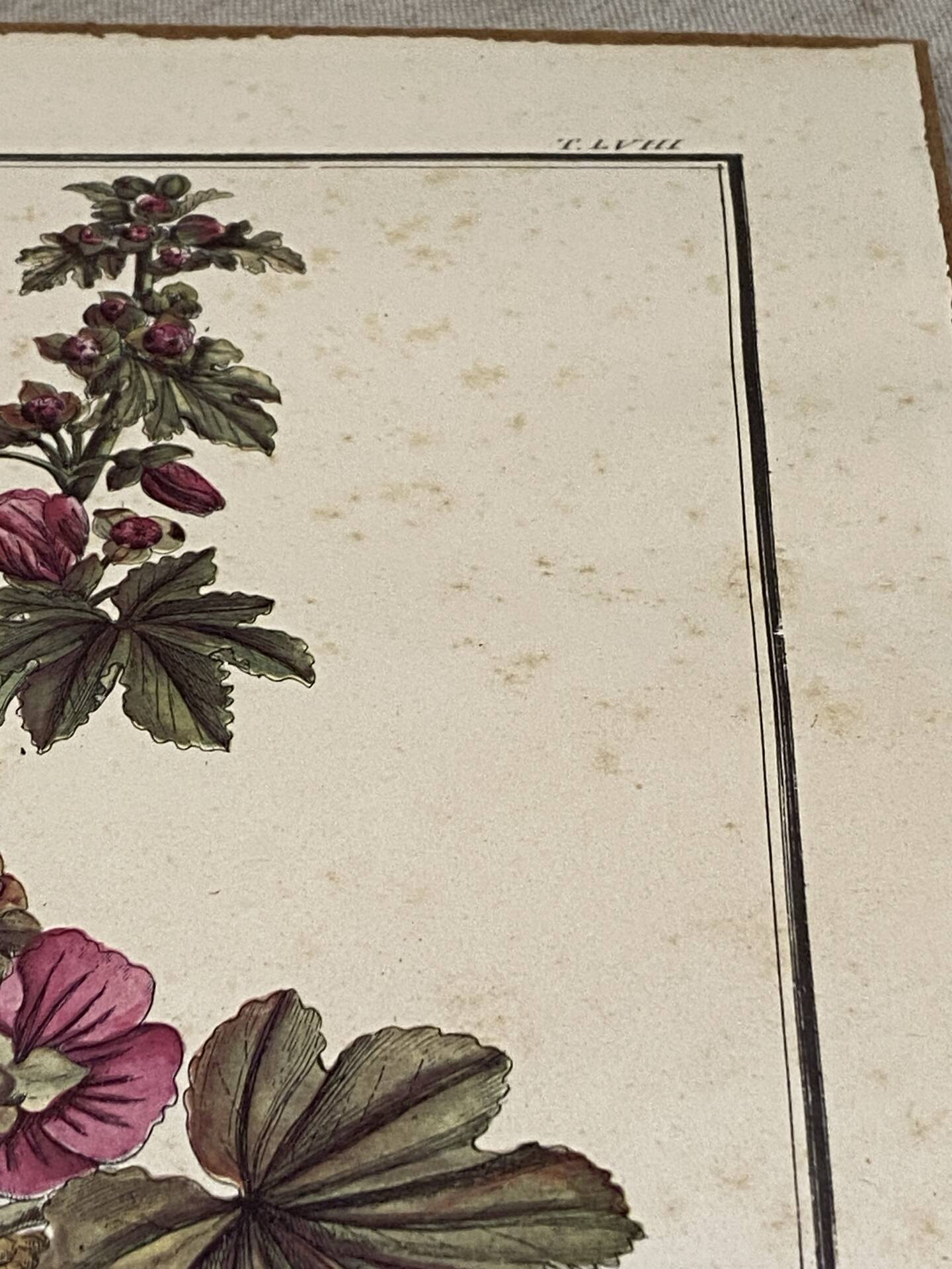 Botanical engraving of Lavatera Malvone