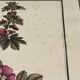 Botanical engraving of Lavatera Malvone