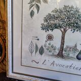 Tableau botanique L'Avocatier