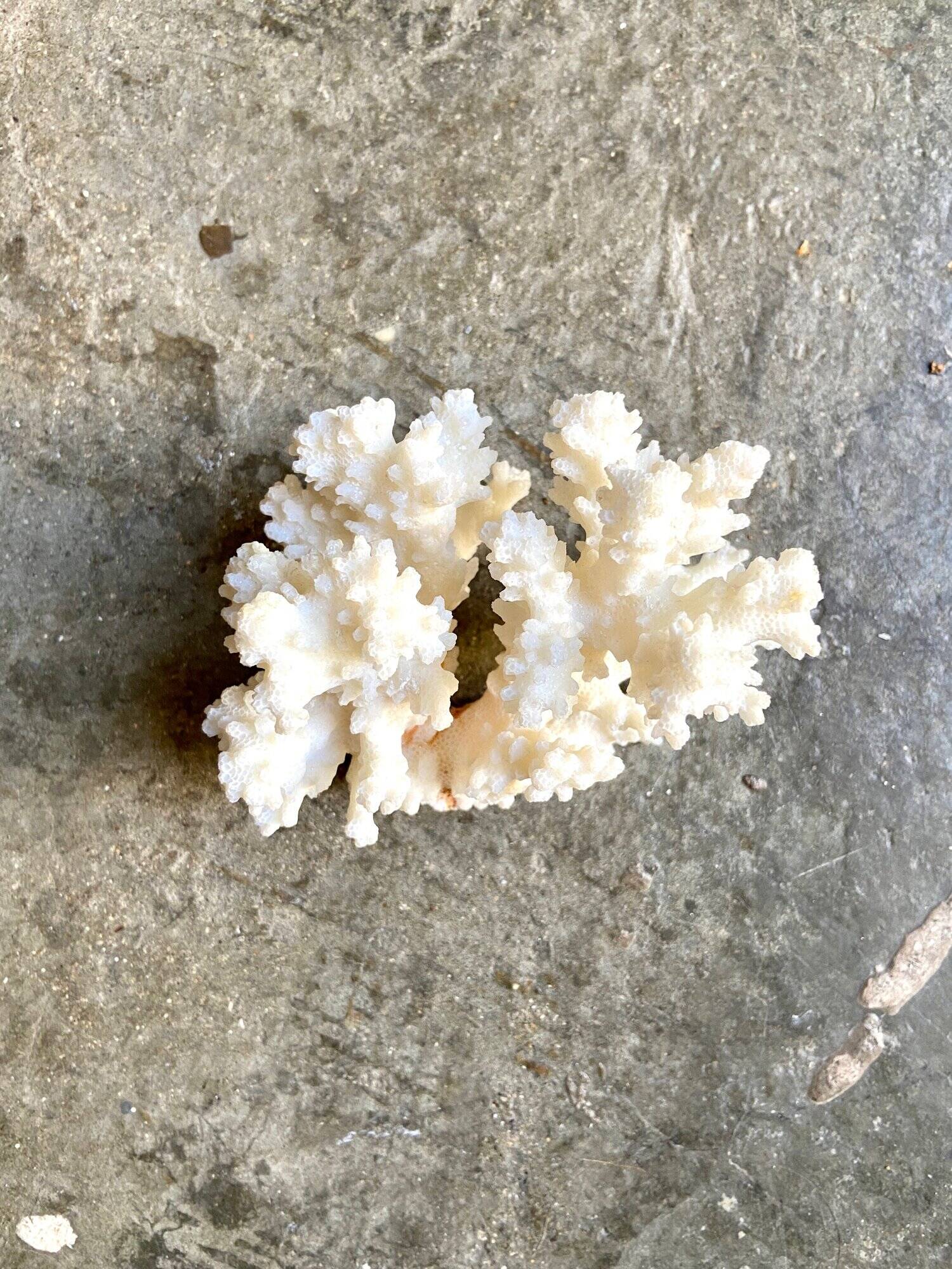 Acropora, corail blanc