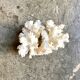 Acropora, corail blanc