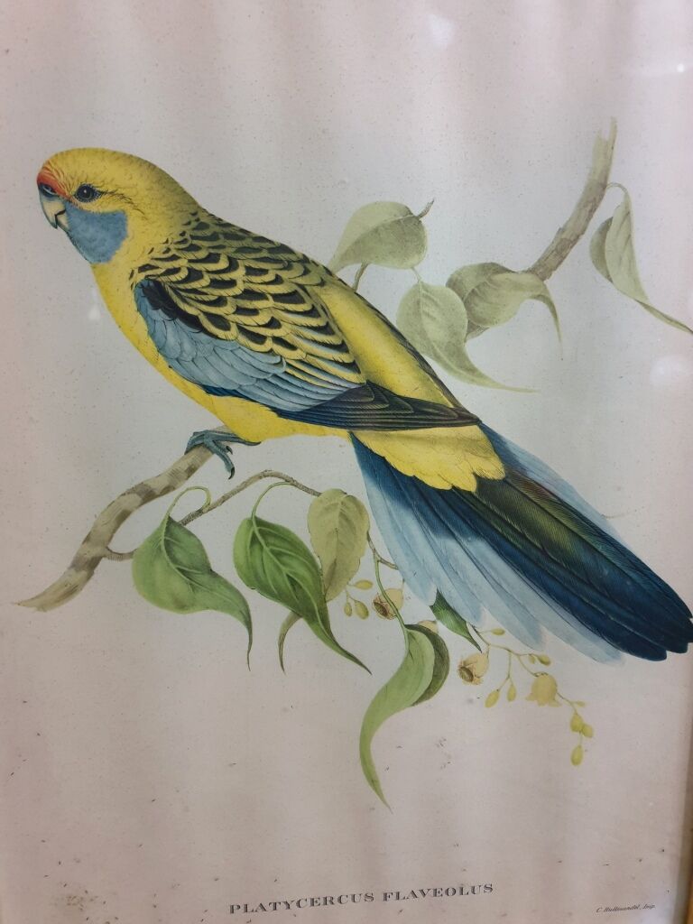 Table Bird illustration - Parakeet Flaveolus