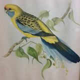 Table Bird illustration - Parakeet Flaveolus