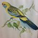 Table Bird illustration - Parakeet Flaveolus