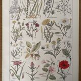 Lithographies plantes adventices mauvaises herbes de 1921
