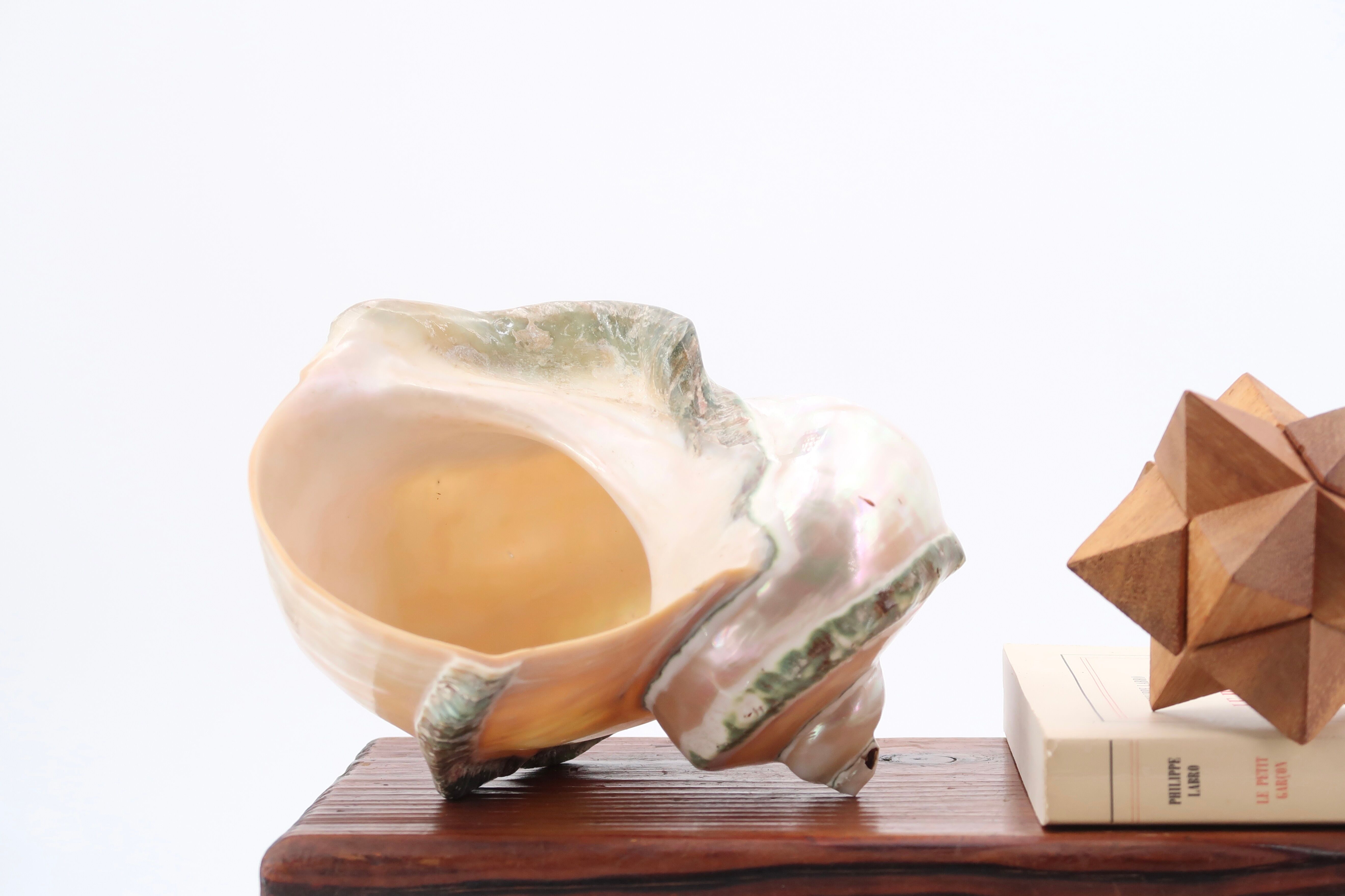 Turbo Marmoratus spiral shell, 60s