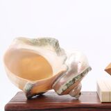 Turbo Marmoratus spiral shell, 60s