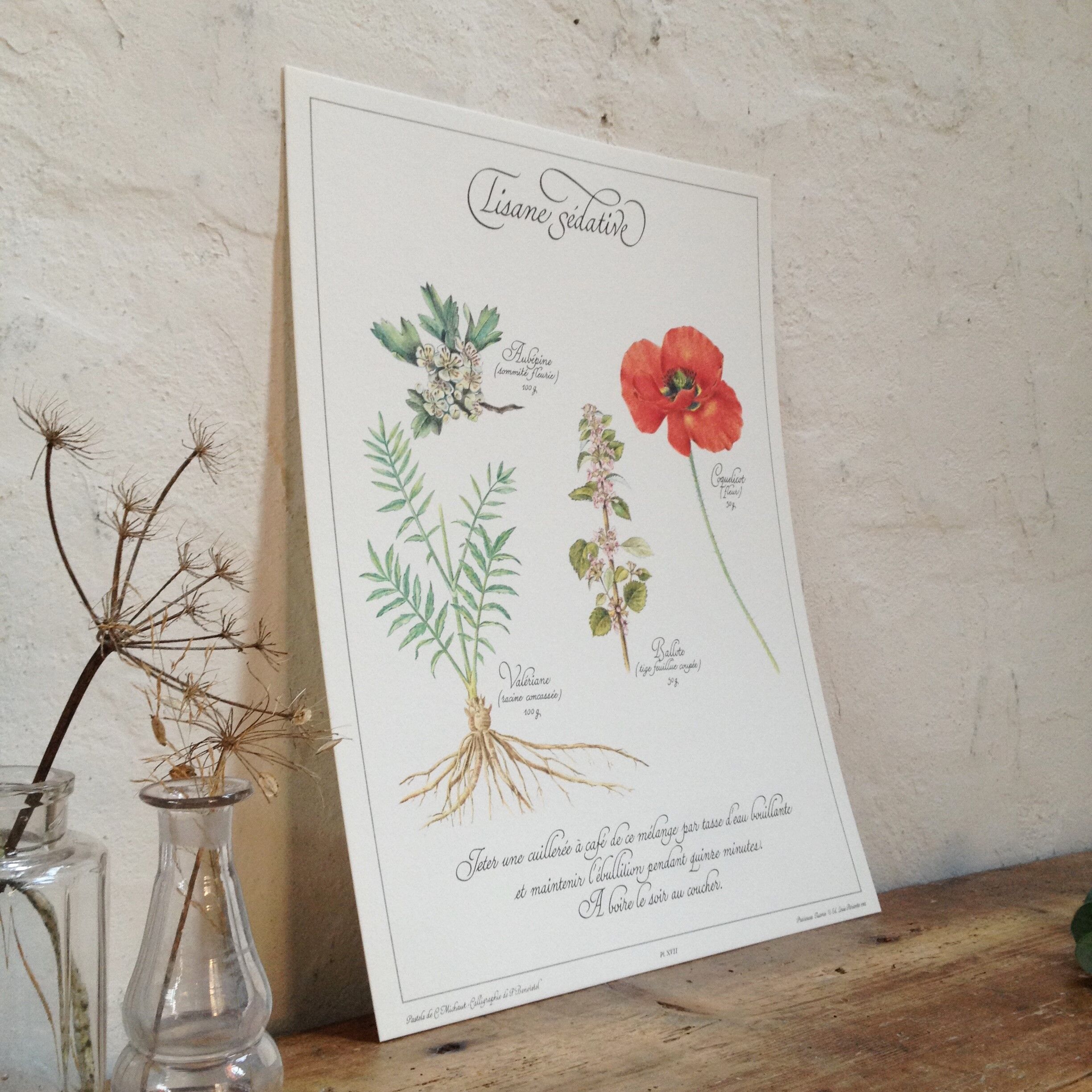 Botanical poster tisane