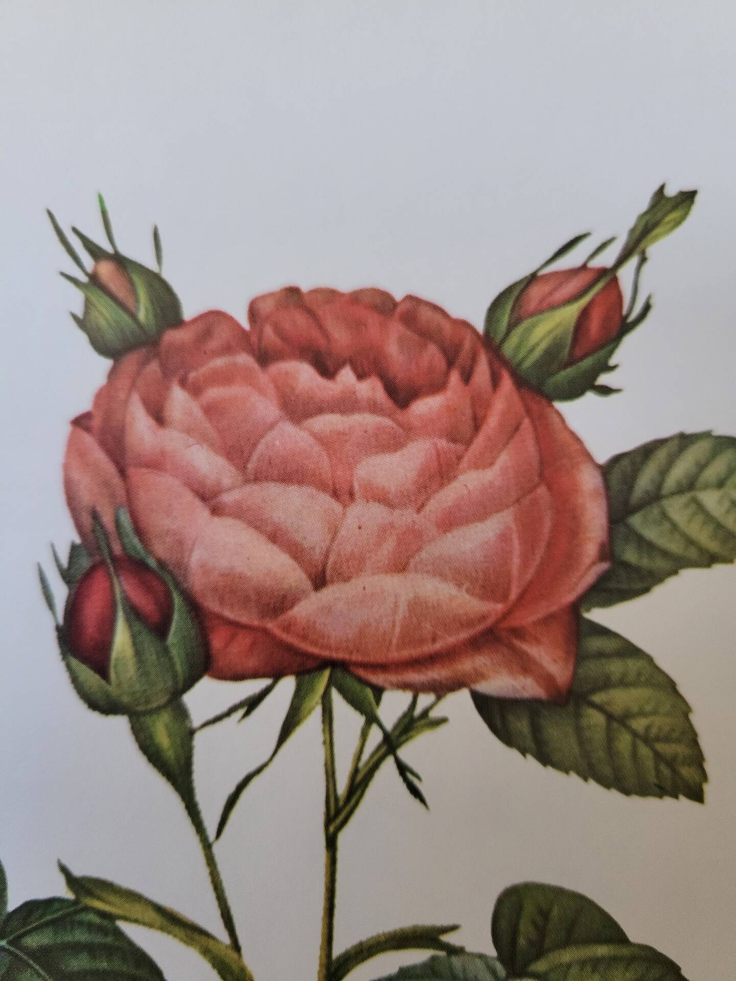 Botanical plate of Provins rose, after P.J. Redouté 1960