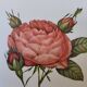 Botanical plate of Provins rose, after P.J. Redouté 1960