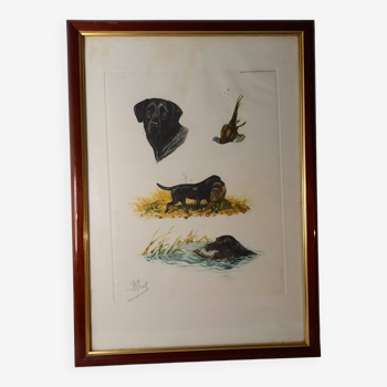 Old animal engraving, colored etching, hunting scene, pheasant and labrador, Boris Riab