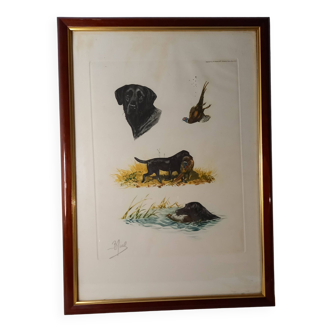 Old animal engraving, colored etching, hunting scene, pheasant and labrador, Boris Riab