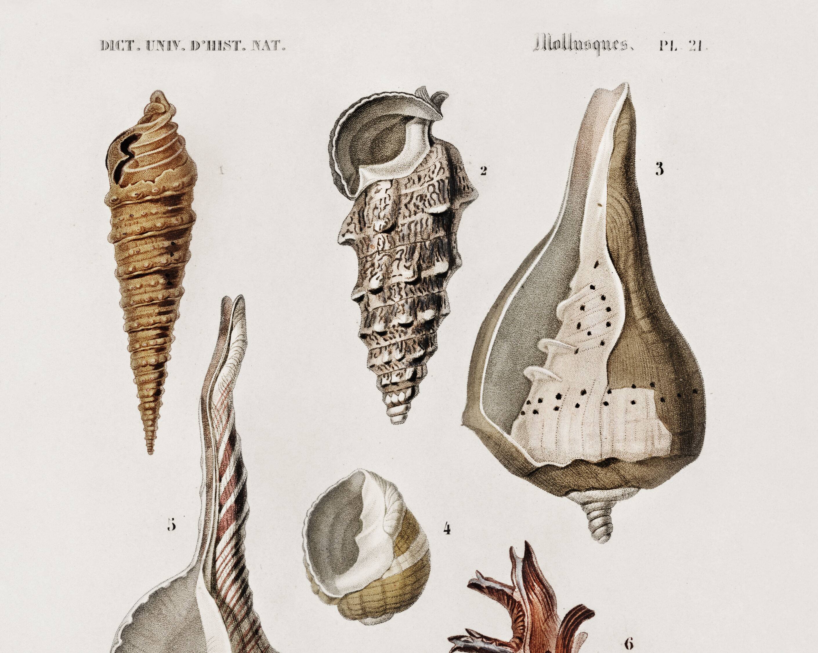 Poster about seashells, based on an old engraving from 1849.