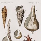 Poster about seashells, based on an old engraving from 1849.
