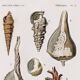 Poster about seashells, based on an old engraving from 1849.