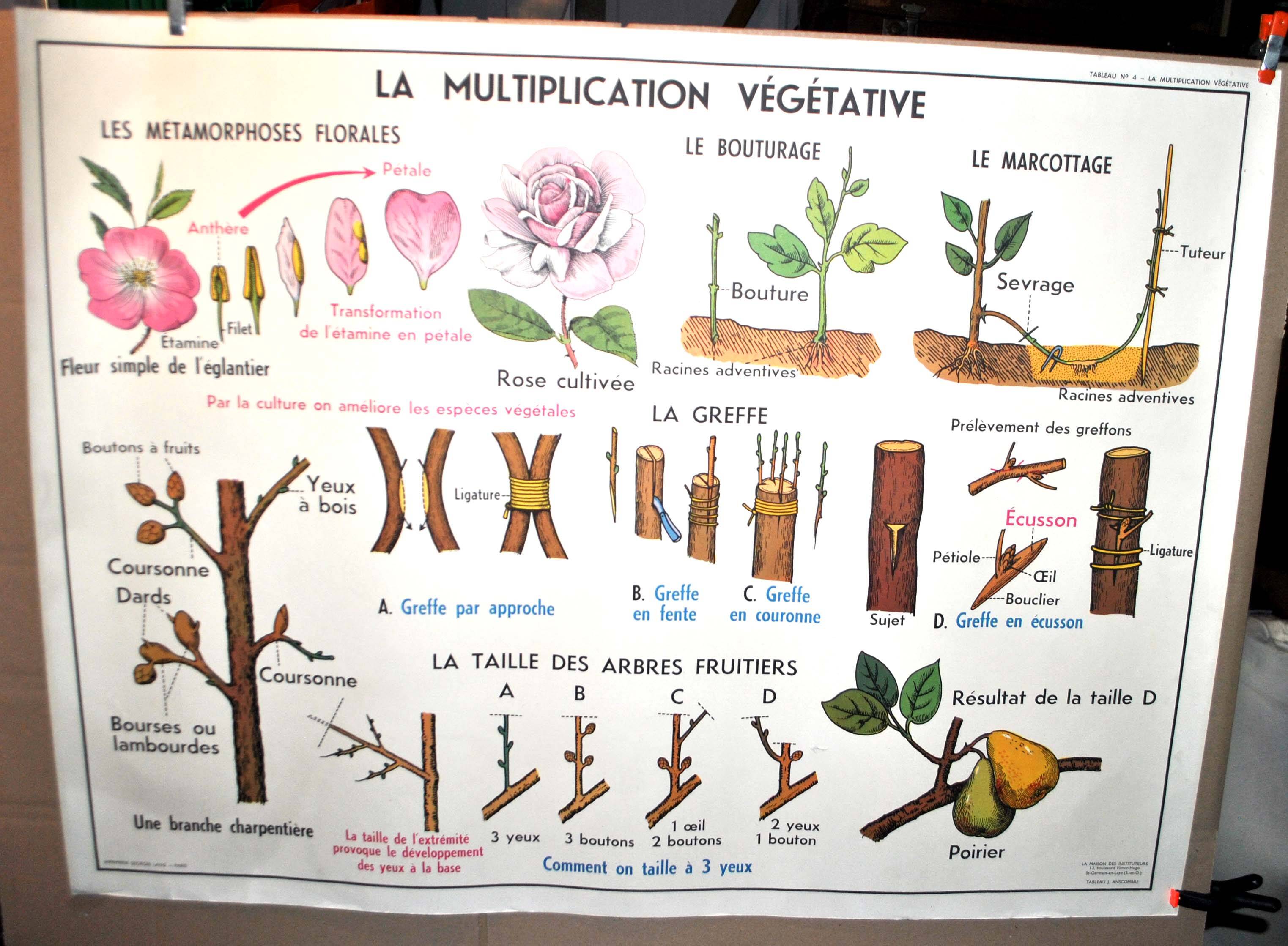 Nature school educational poster "plant multiplication" "the fertilization of a flower" lang