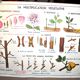 Nature school educational poster "plant multiplication" "the fertilization of a flower" lang