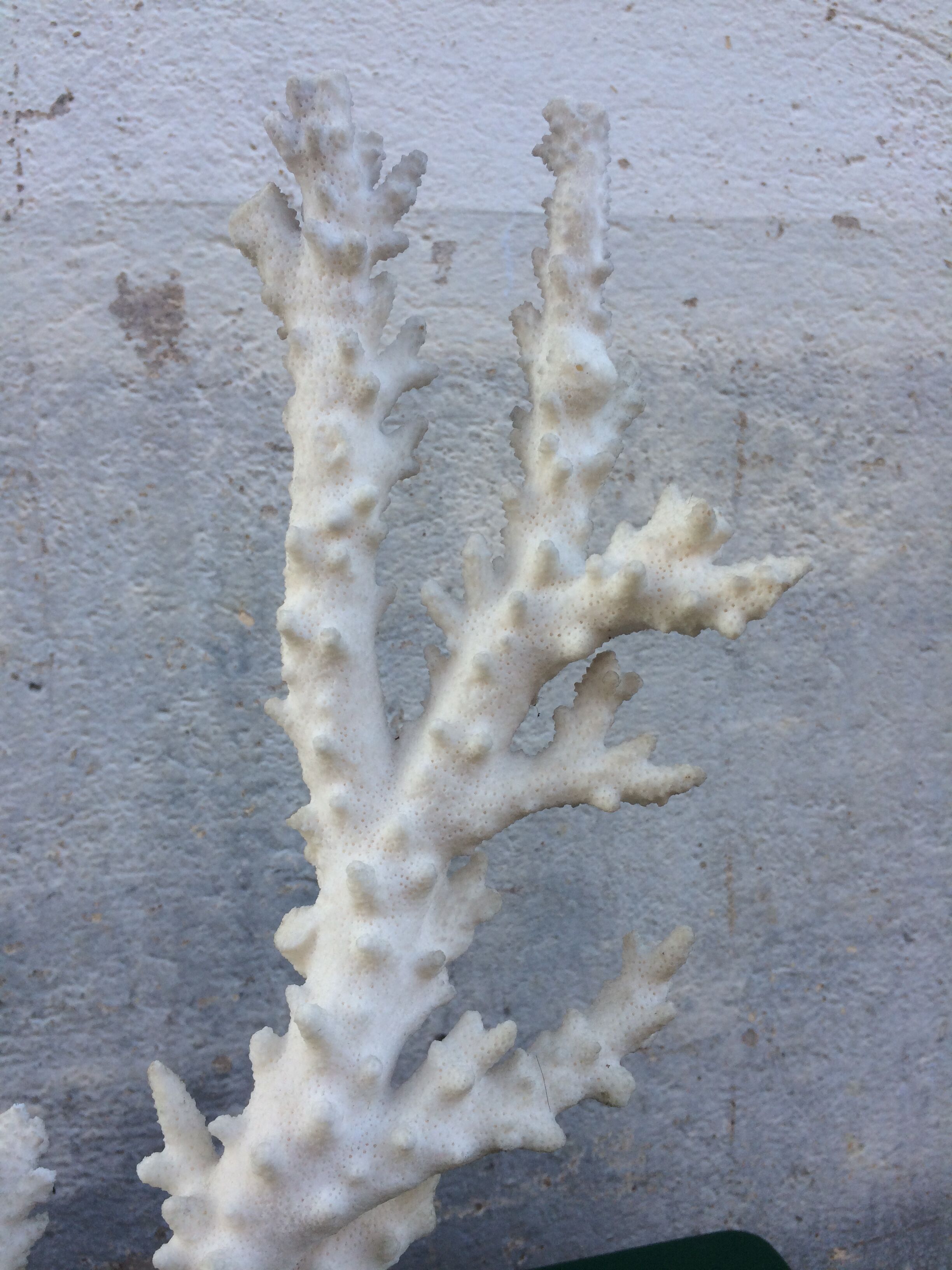 Coral branch 46 x 31 cm on alabaster marble base