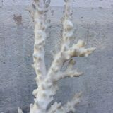 Coral branch 46 x 31 cm on alabaster marble base