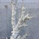 Coral branch 46 x 31 cm on alabaster marble base