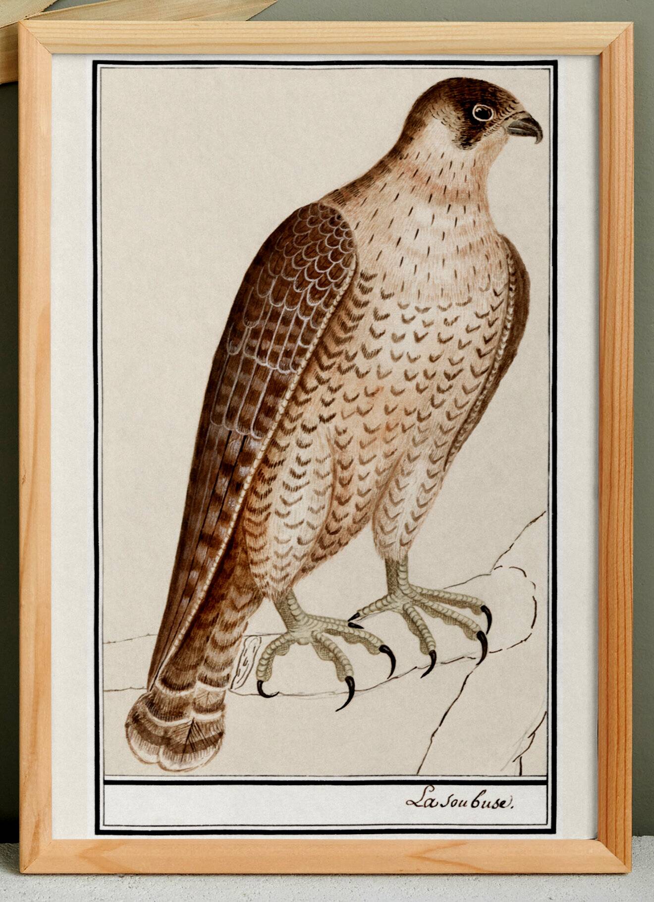 Small poster on the Peregrine Falcon, after an old engraving from 1610.