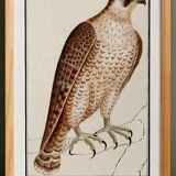 Small poster on the Peregrine Falcon, after an old engraving from 1610.