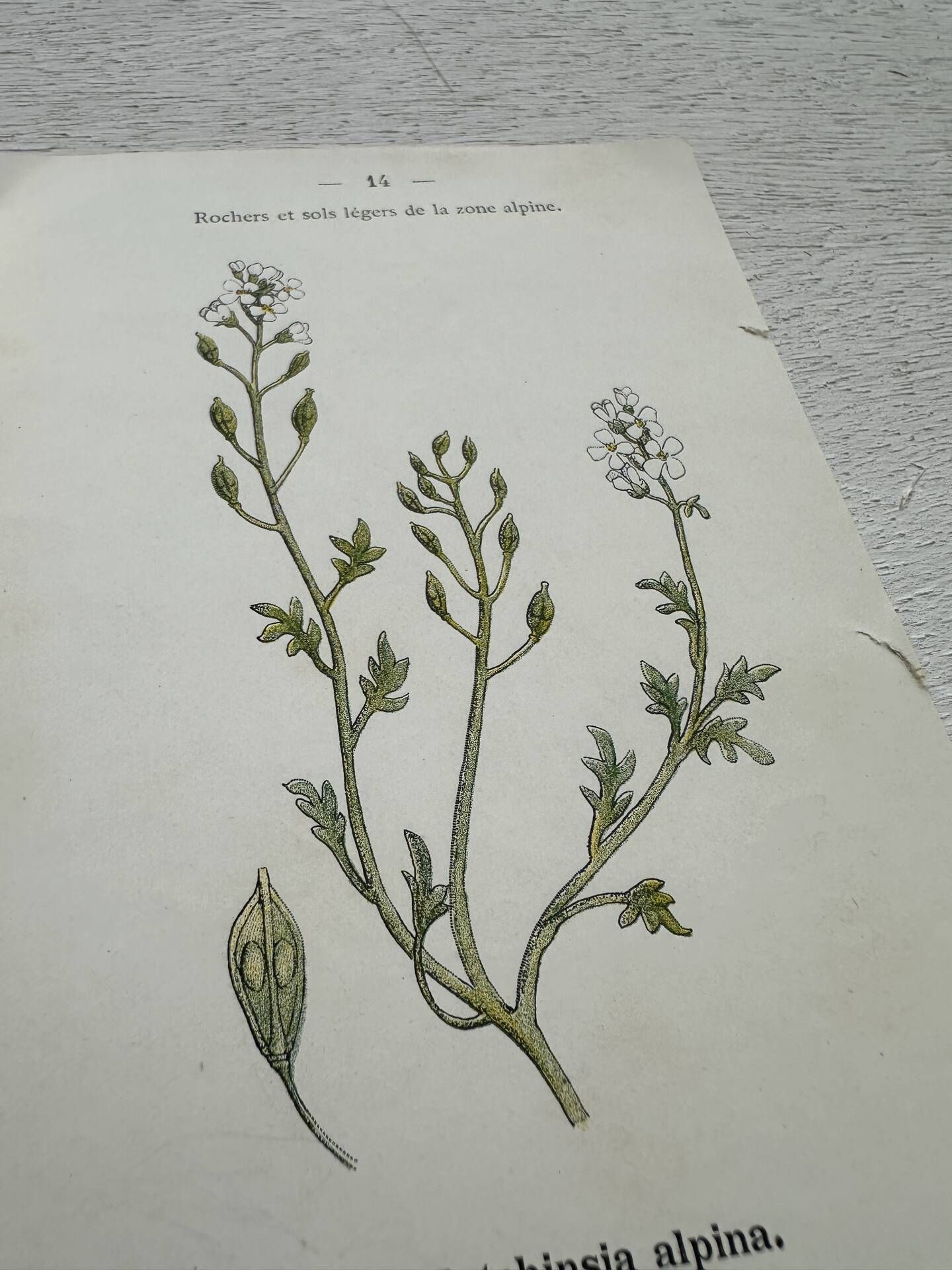 Botanical Plate 1800 Old Naturalist Engraving 19th Century Double-Sided