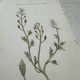 Botanical Plate 1800 Old Naturalist Engraving 19th Century Double-Sided
