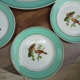 Lot 1 large oval dish and 3 bird plates Green background